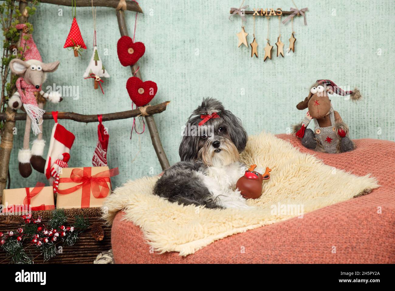Entzückender Bichon Havanese Hund mit rotem Band Schleife auf einem gemütlichen Hocker Stuhl mit Teppich Abdeckung in einem weihnachtlich dekorierten Haus mit Holzleiter wie Chris liegen Stockfoto