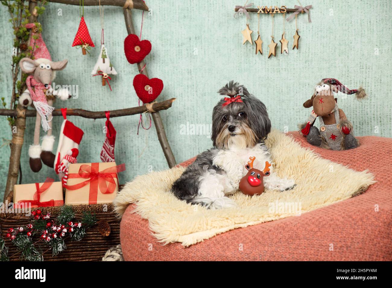 Entzückender Bichon Havanese Hund mit rotem Band Schleife auf einem gemütlichen Hocker Stuhl mit Teppich Abdeckung in einem weihnachtlich dekorierten Haus mit Holzleiter wie Chris liegen Stockfoto