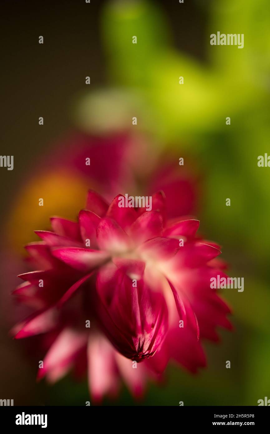 Strohblume aus der Nähe in New York Stockfoto