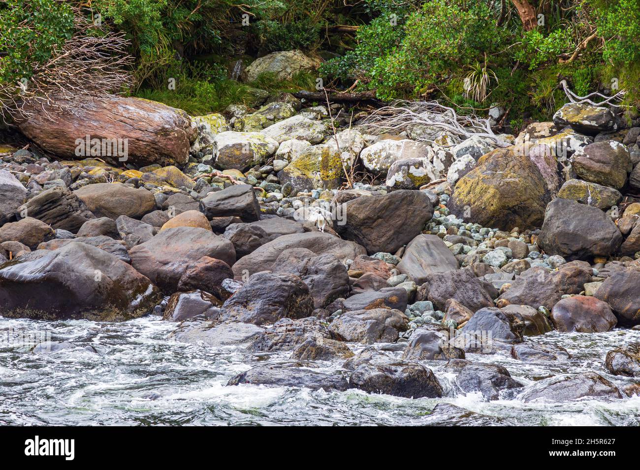 Dickmausenpinguin zwischen den Felsen. Fiordland National Park. Südinsel, Neuseeland Stockfoto