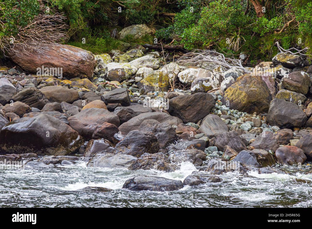 Kleiner Pinguin zwischen den Steinen. Fiordland National Park. Südinsel, Neuseeland Stockfoto