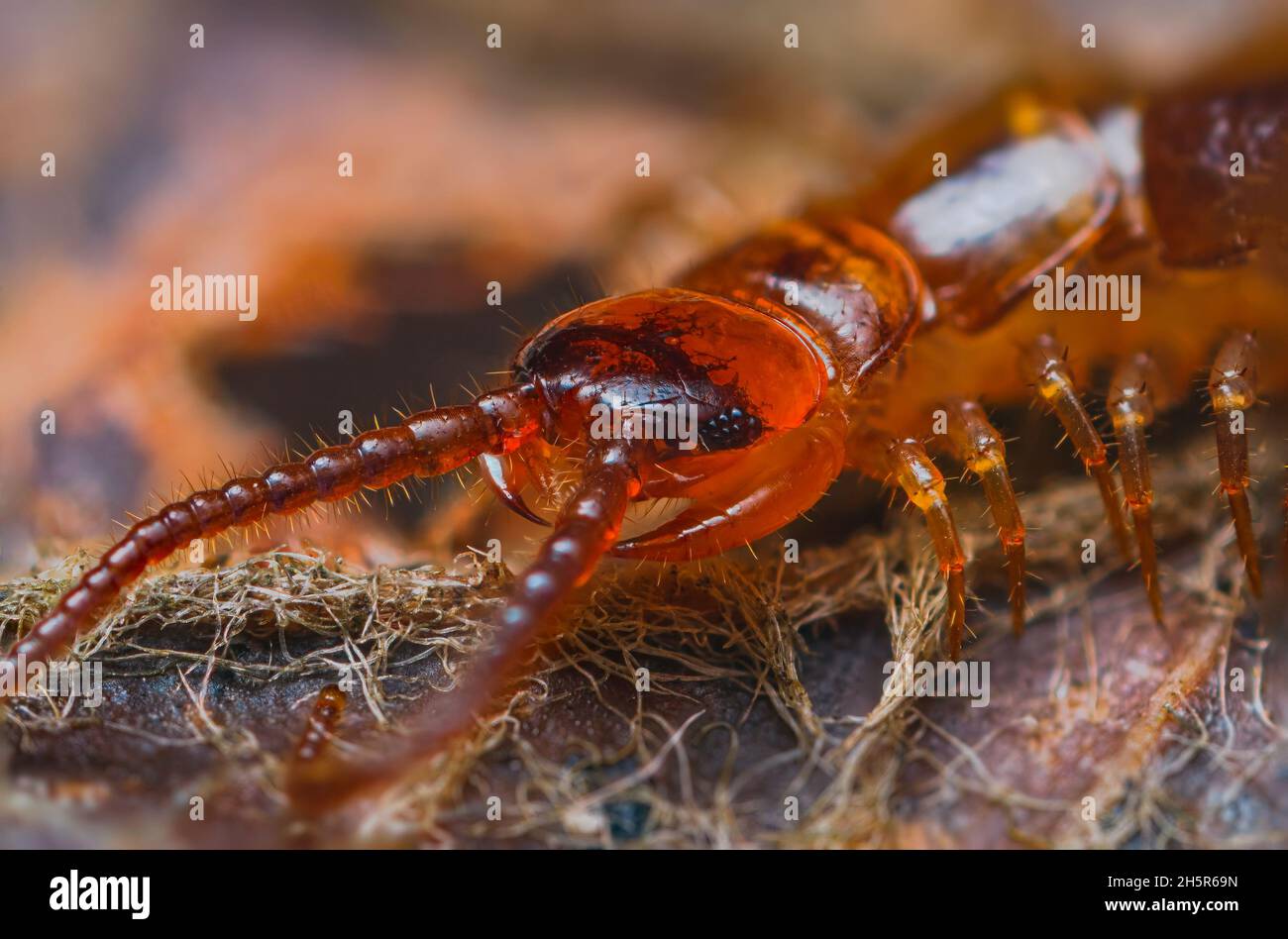 Nahaufnahme von Lithobius forficatus, am häufigsten als brauner Tausendfüßler oder Steinzentiped bekannt, ist ein gängiger europäischer Tausendfüßler der Familie Stockfoto