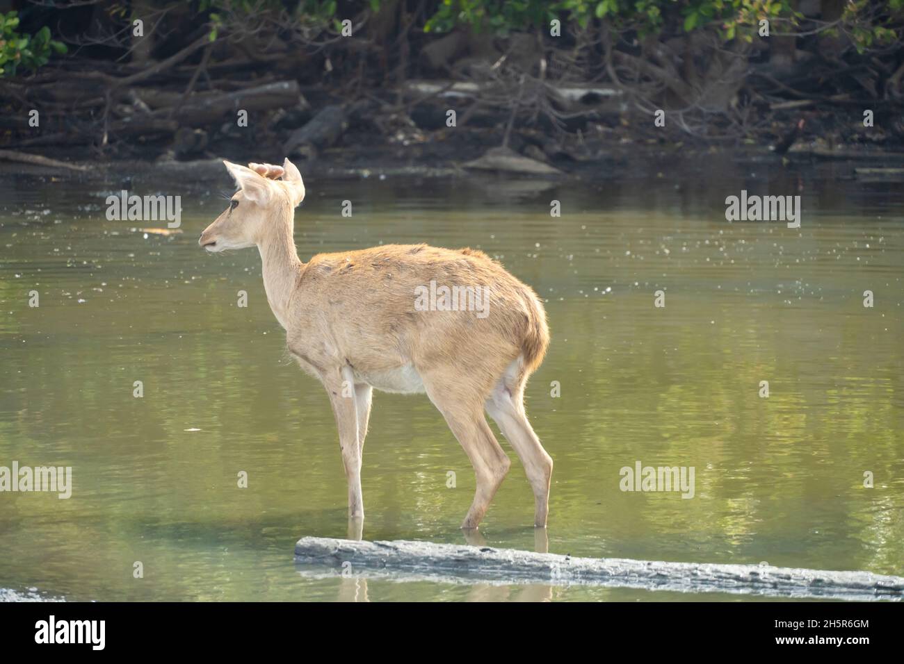 Hirsch schaut auf etwas auf dem Wasser. Stockfoto