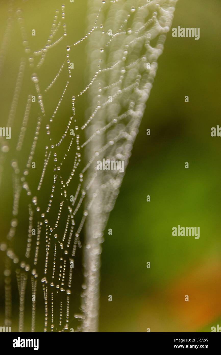 Nahaufnahme eines Teils des Spinnennetzes nach dem Regen im australischen Garten. Zartes, geschwungenes Muster, bedeckt mit winzigen Regentropfen. Hintergrund, Kopierbereich. Stockfoto