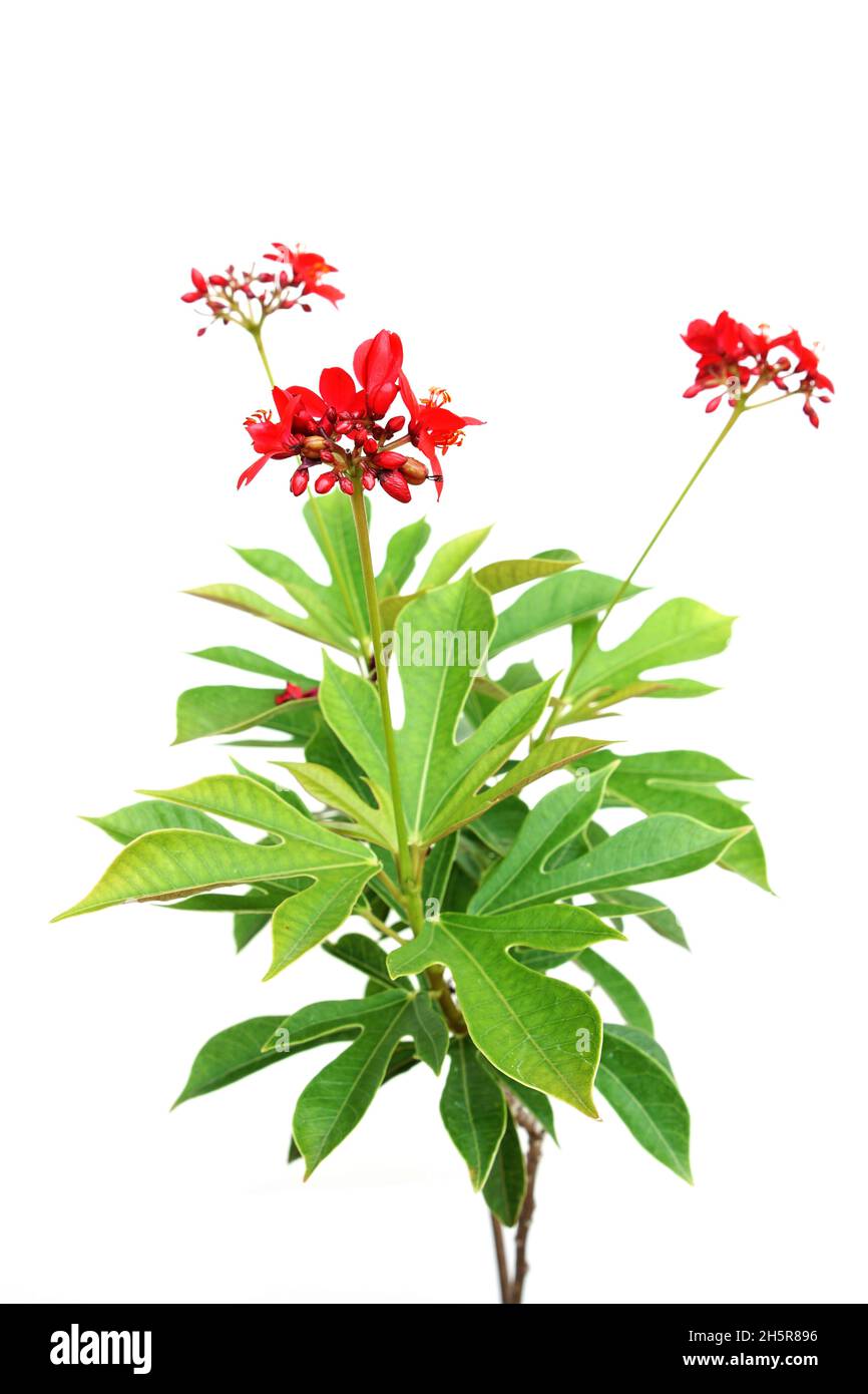 Jatropha integerrima Pflanze isoliert auf weißem Hintergrund Stockfoto
