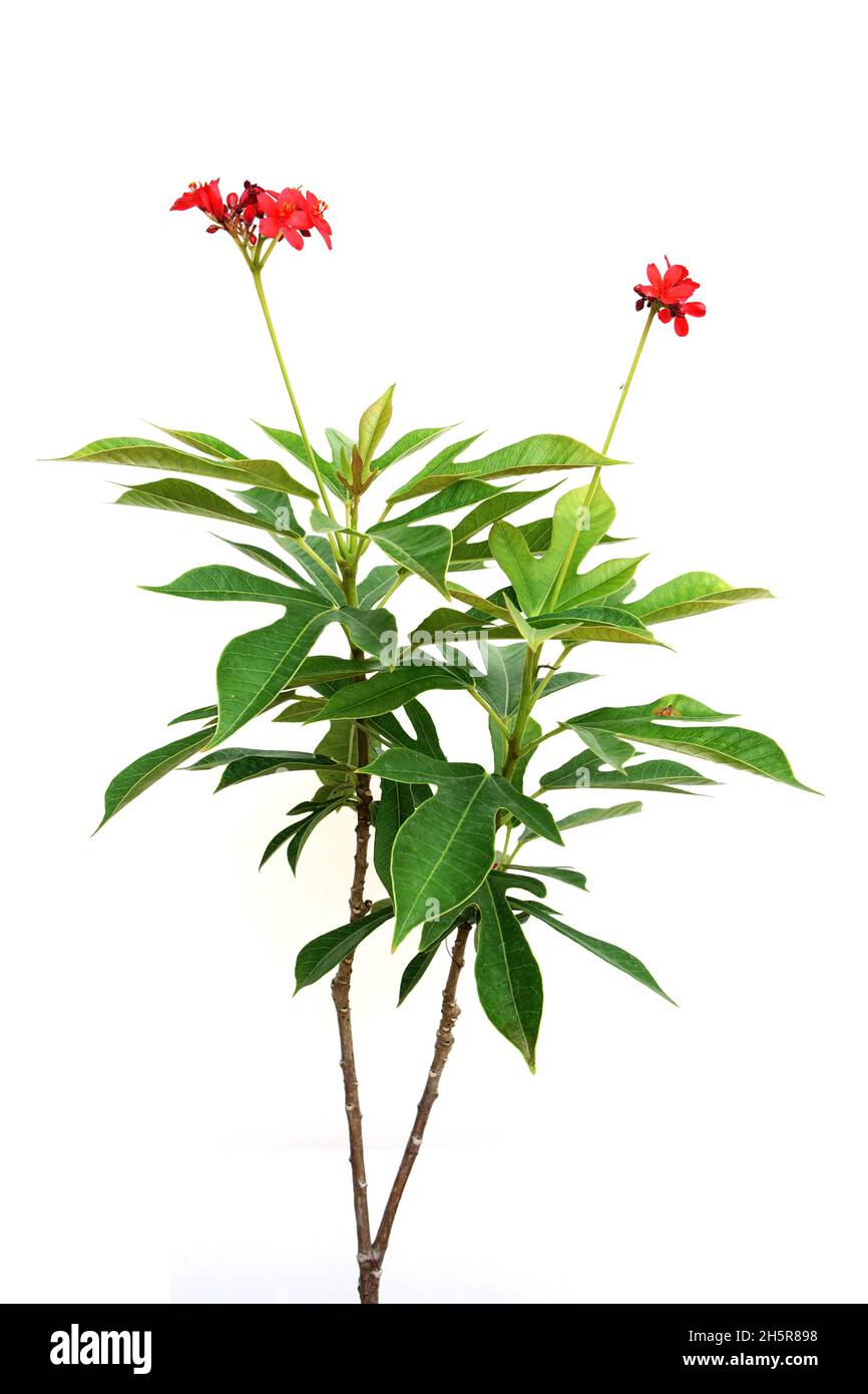 Jatropha integerrima Pflanze isoliert auf weißem Hintergrund Stockfoto