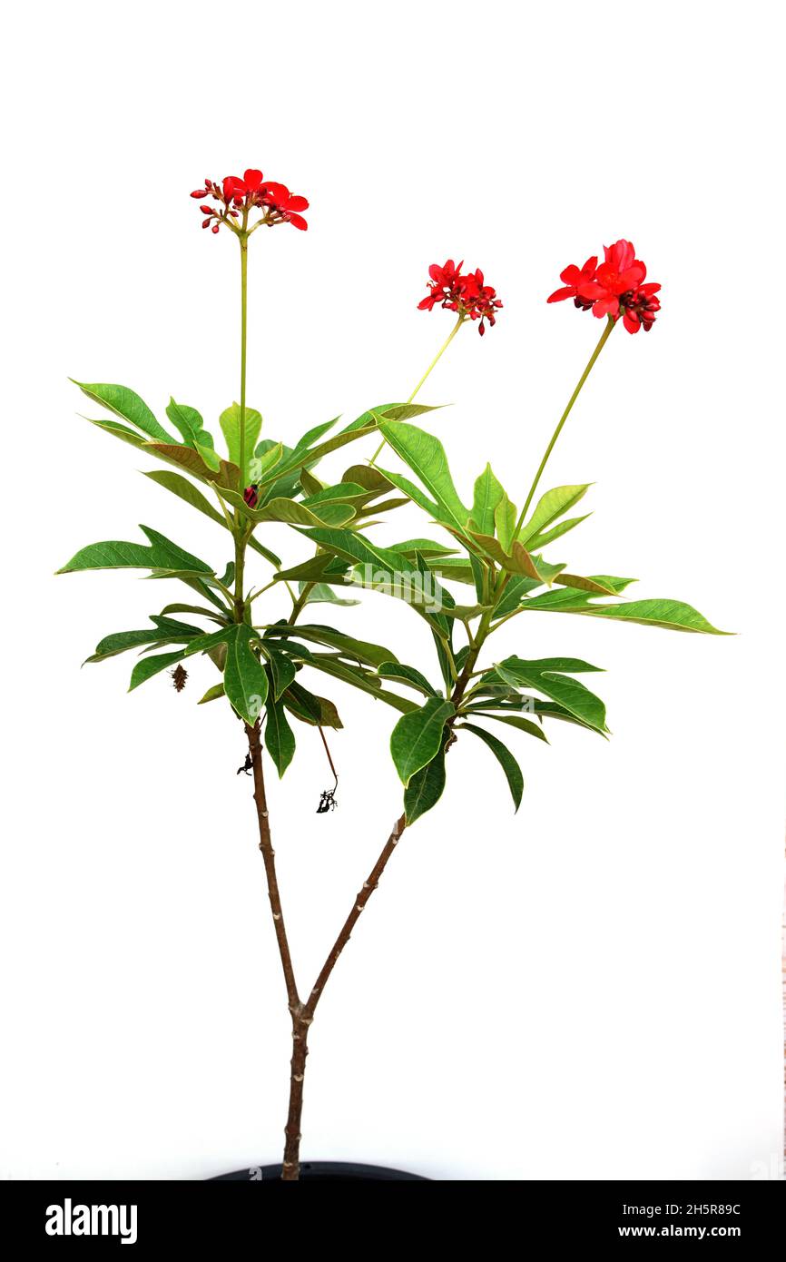 Jatropha integerrima Pflanze isoliert auf weißem Hintergrund Stockfoto