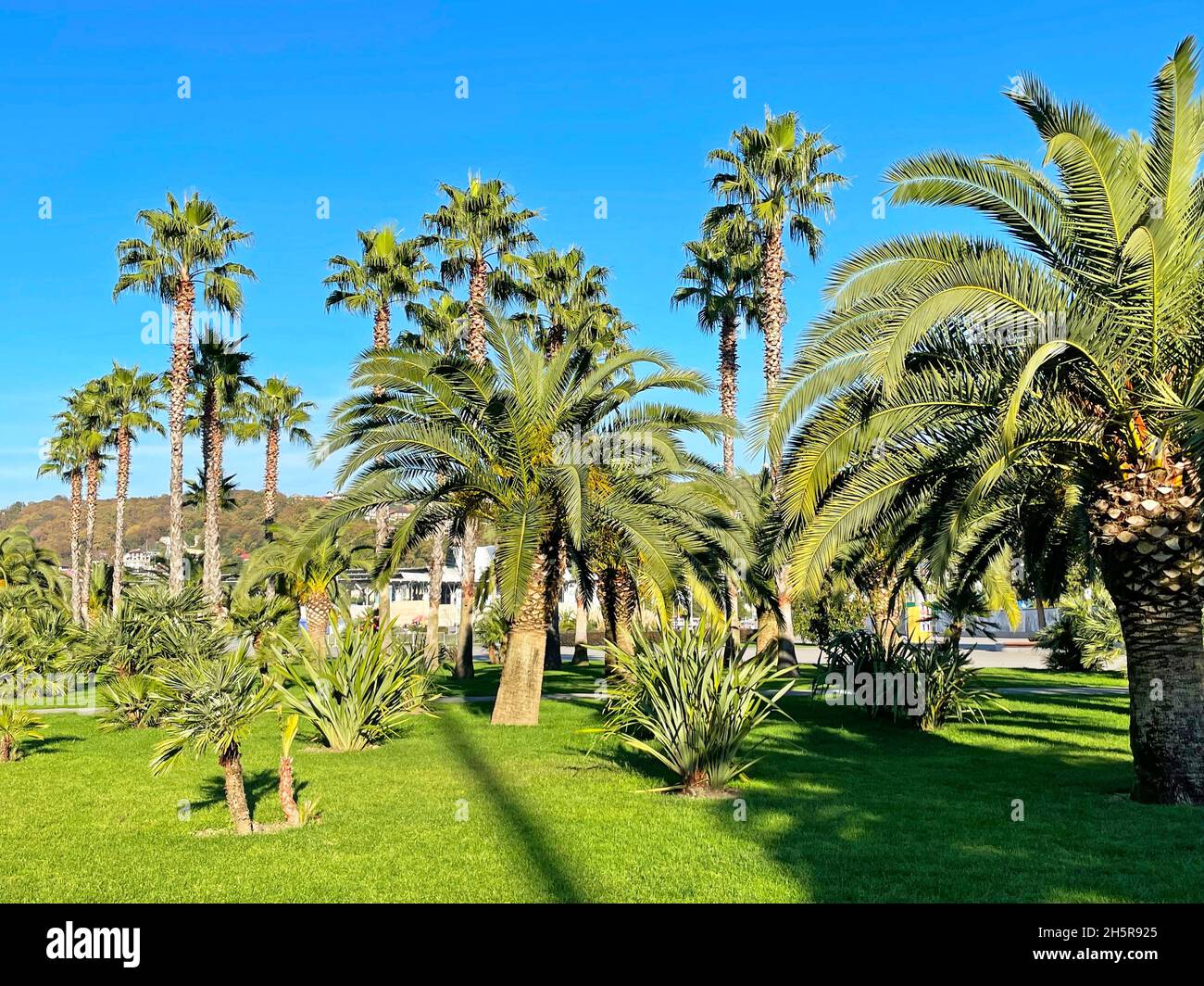 Wunderschöne verschiedene Palmen im tropischen Garten Stockfoto