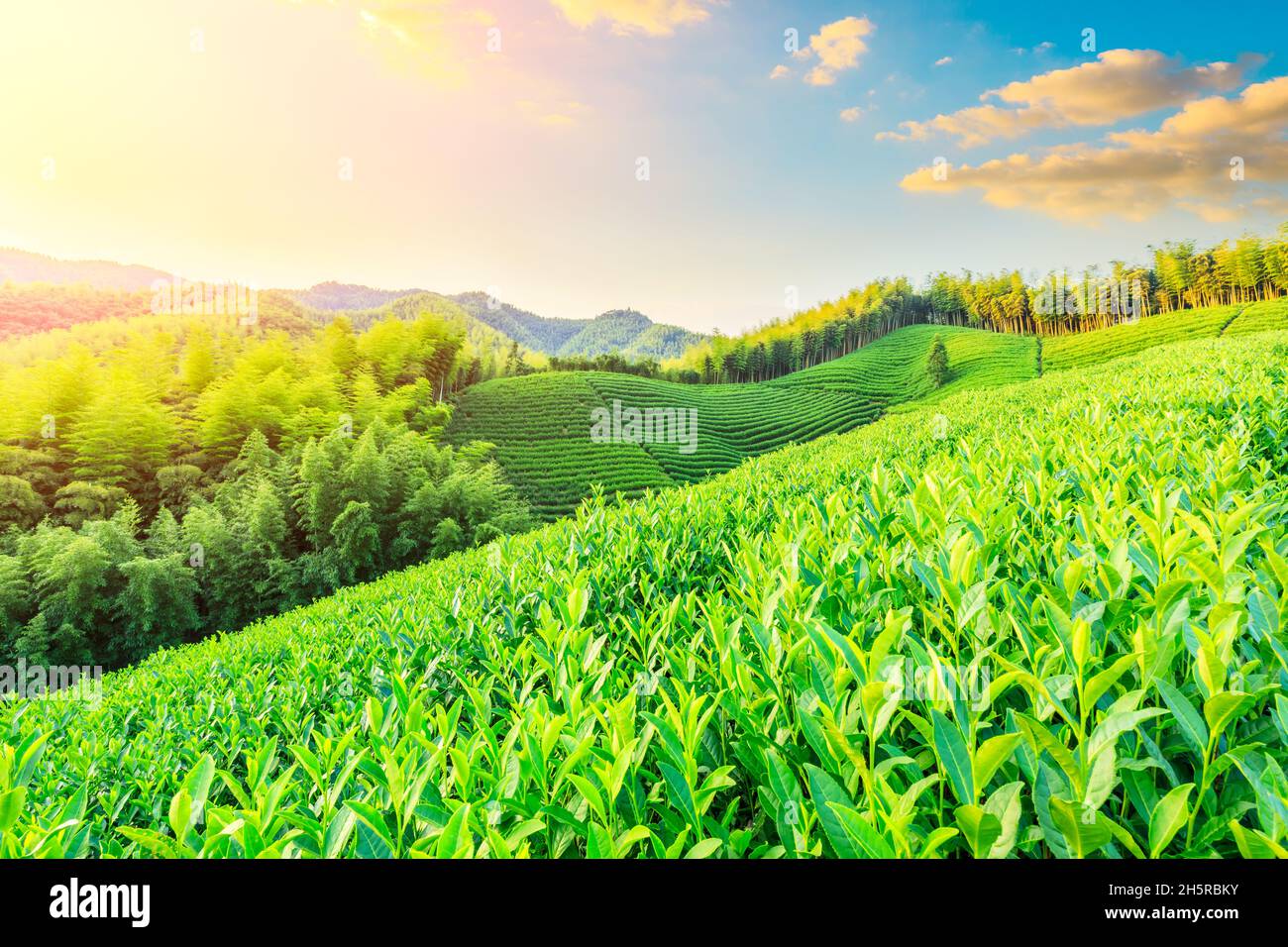 Teeplantagen und Bambuswald bei Sonnenuntergang, grüner natürlicher Hintergrund. Stockfoto