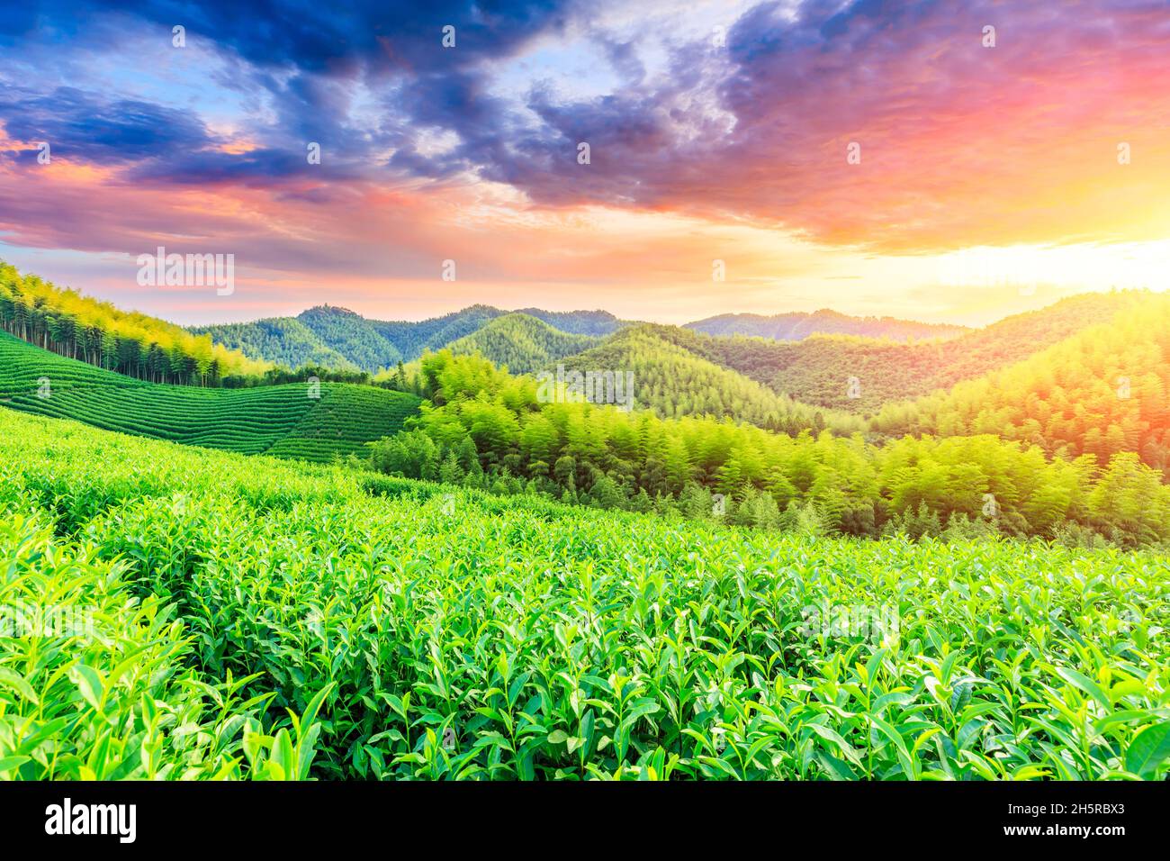 Teeplantagen und Bambuswald bei Sonnenuntergang, grüner natürlicher Hintergrund. Stockfoto