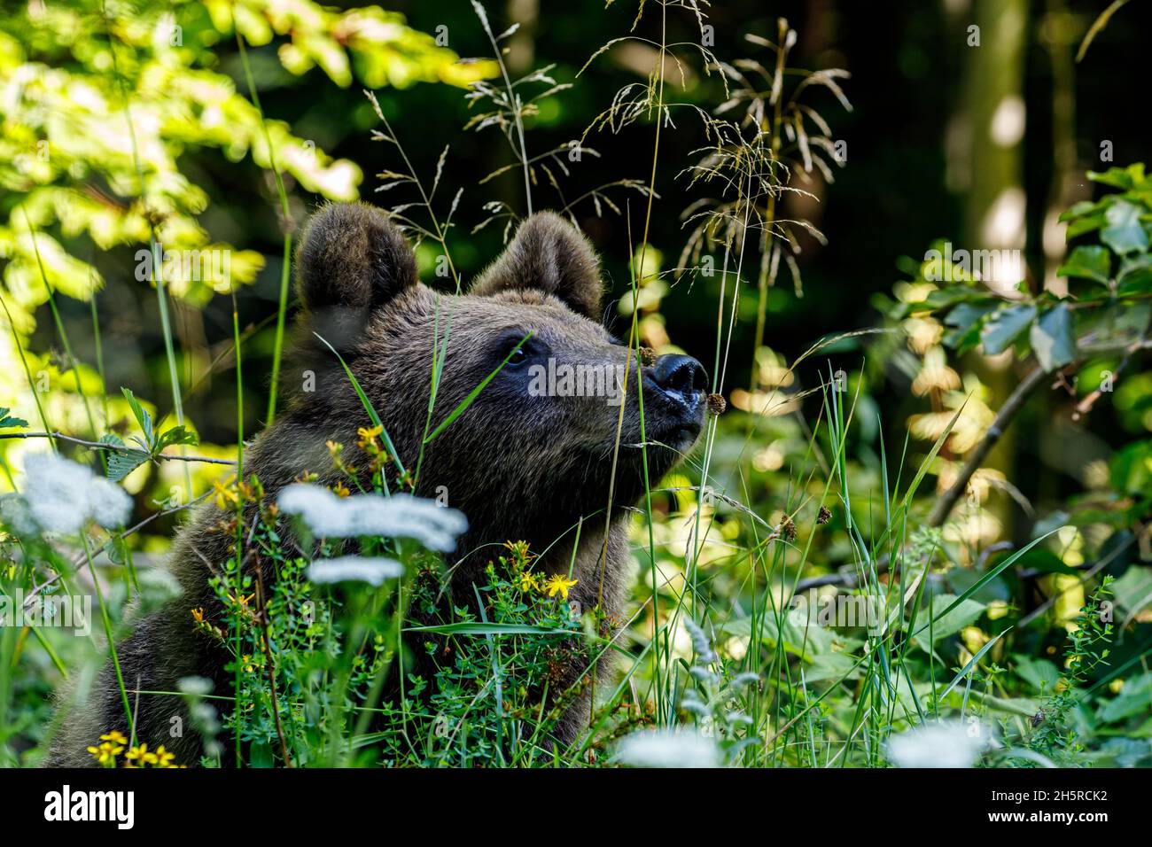 Der eurasische Braunbär in den Karpaten Rumäniens Stockfoto