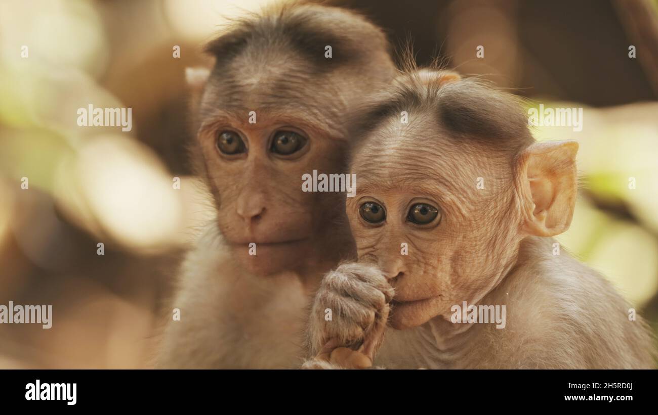 Goa, Indien. Haubenmakak - Macaca Radiata Oder Zati Mit Neugeborenen Auf Dem Boden Sitzend. Affe Mit Kleinkind. Nahaufnahme Porträt Stockfoto