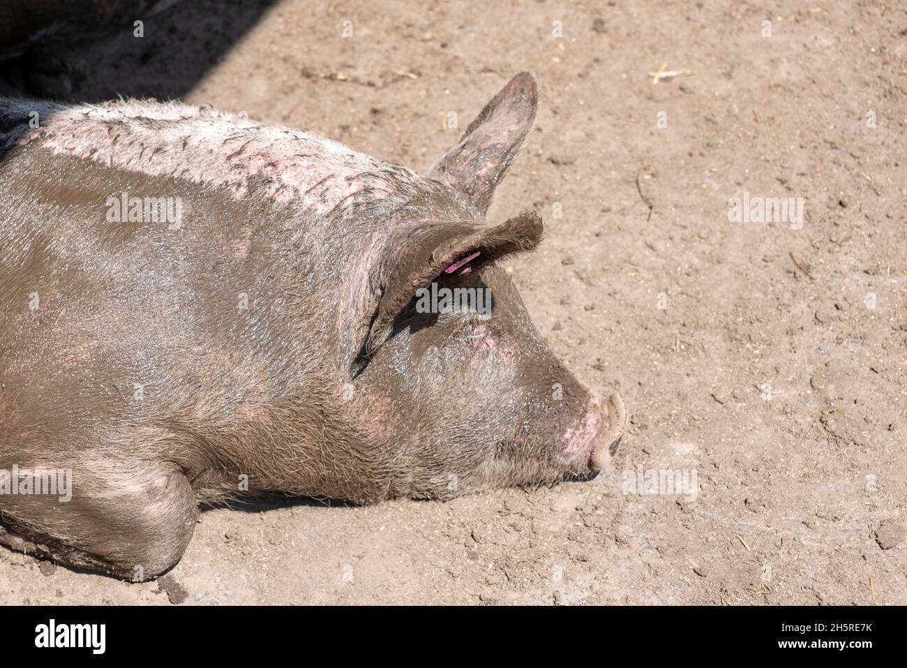 Freirandes Hausschwein liegt nach dem Schlammbad in der Sonne Stockfoto