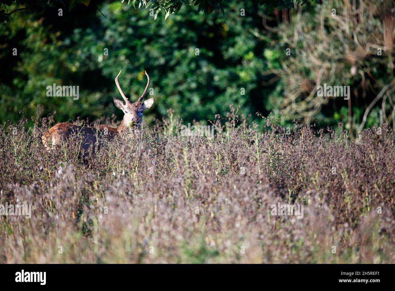 Jungtier Rothirsch weidet auf einer Wiese Stockfoto