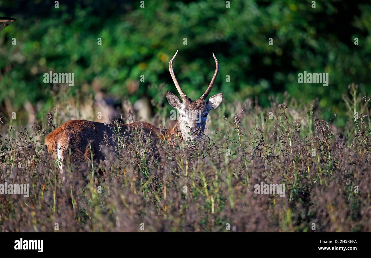 Jungtier Rothirsch weidet auf einer Wiese Stockfoto