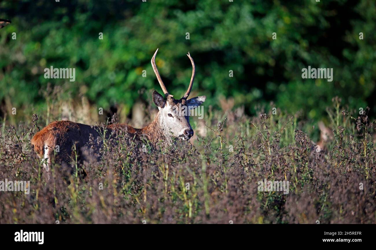 Jungtier Rothirsch weidet auf einer Wiese Stockfoto