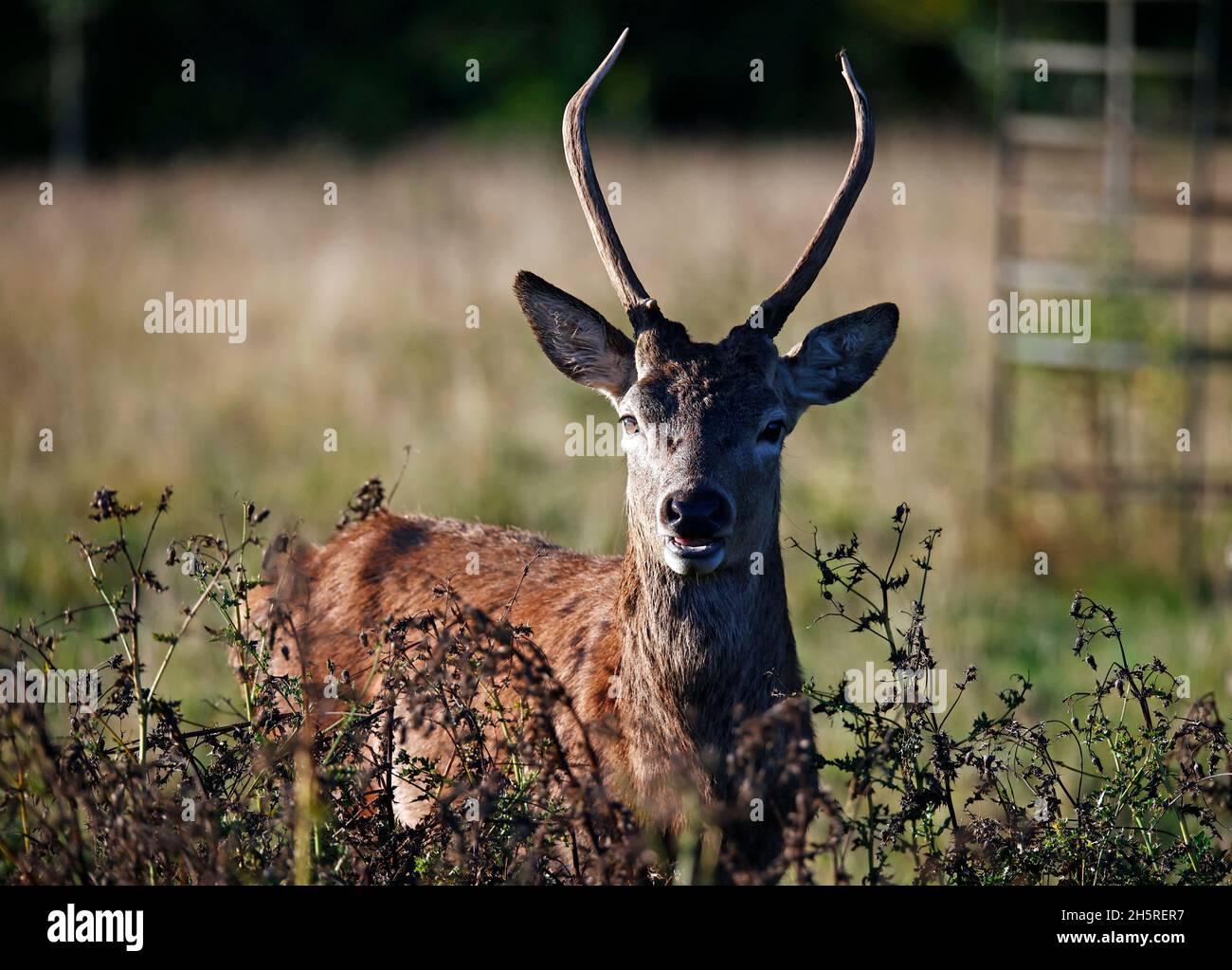 Jungtier Rothirsch weidet auf einer Wiese Stockfoto