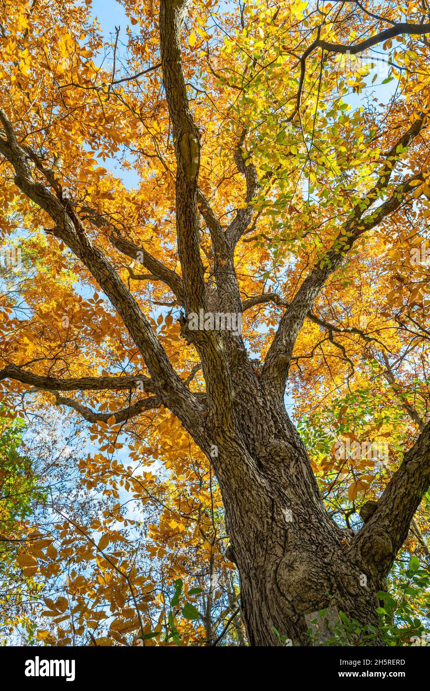 King Tree in Herbstfarben, bei bald Mtn. State Recreation Area, Orion Township, Michigan '20 Stockfoto