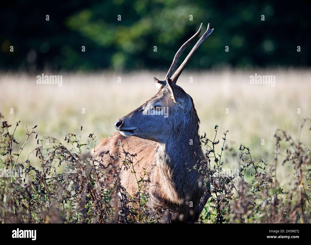 Jungtier Rothirsch weidet auf einer Wiese Stockfoto