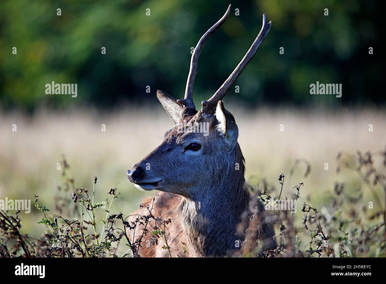 Jungtier Rothirsch weidet auf einer Wiese Stockfoto