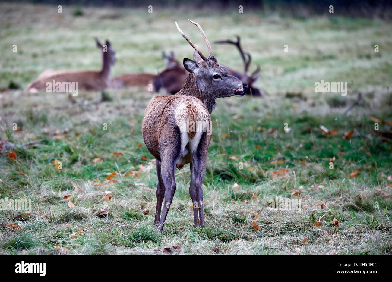 Jungtier Rothirsch weidet auf einer Wiese Stockfoto