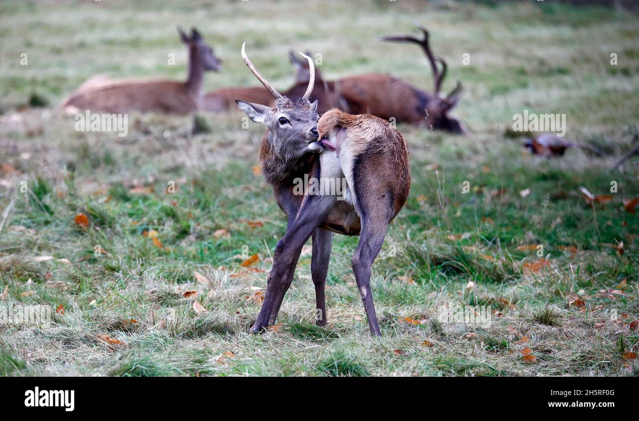 Jungtier Rothirsch weidet auf einer Wiese Stockfoto