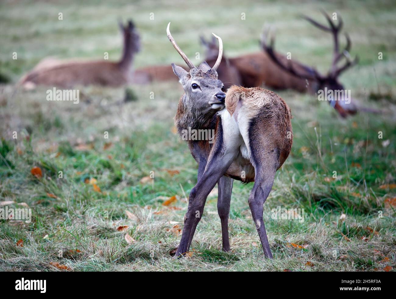 Jungtier Rothirsch weidet auf einer Wiese Stockfoto