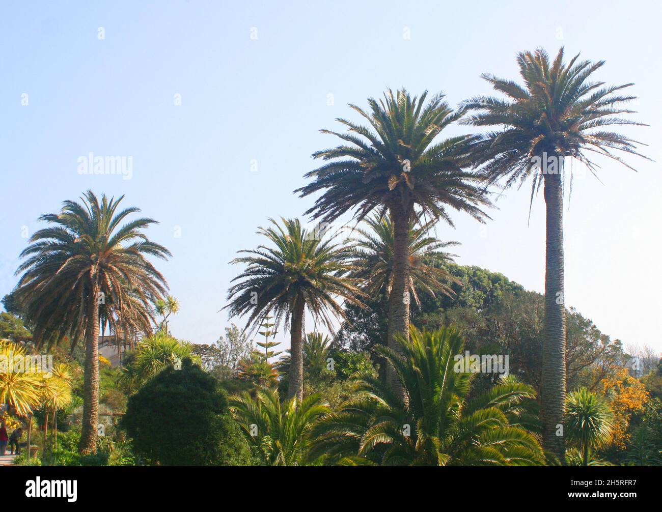 In den Tresco Abbey Gardens blicken im Frühling hohe Palmen unter wolkenlosem, blauem Himmel auf die Isles of Scilly. Stockfoto In den Tresco Abbey Gardens blicken im Frühling hohe Palmen unter wolkenlosem, blauem Himmel auf die Isles of Scilly. Stockfoto