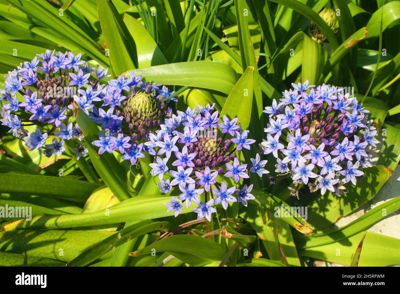 In den Tresco Abbey Gardens blüht ein ungewöhnlicher Agapanthus, mit zweifarbigen blauen Blütenblättern vor sattem grünem Laub. Scilly-Inseln. Stockfoto In den Tresco Abbey Gardens blüht ein ungewöhnlicher Agapanthus, mit zweifarbigen blauen Blütenblättern vor sattem grünem Laub. Scilly-Inseln. Stockfoto