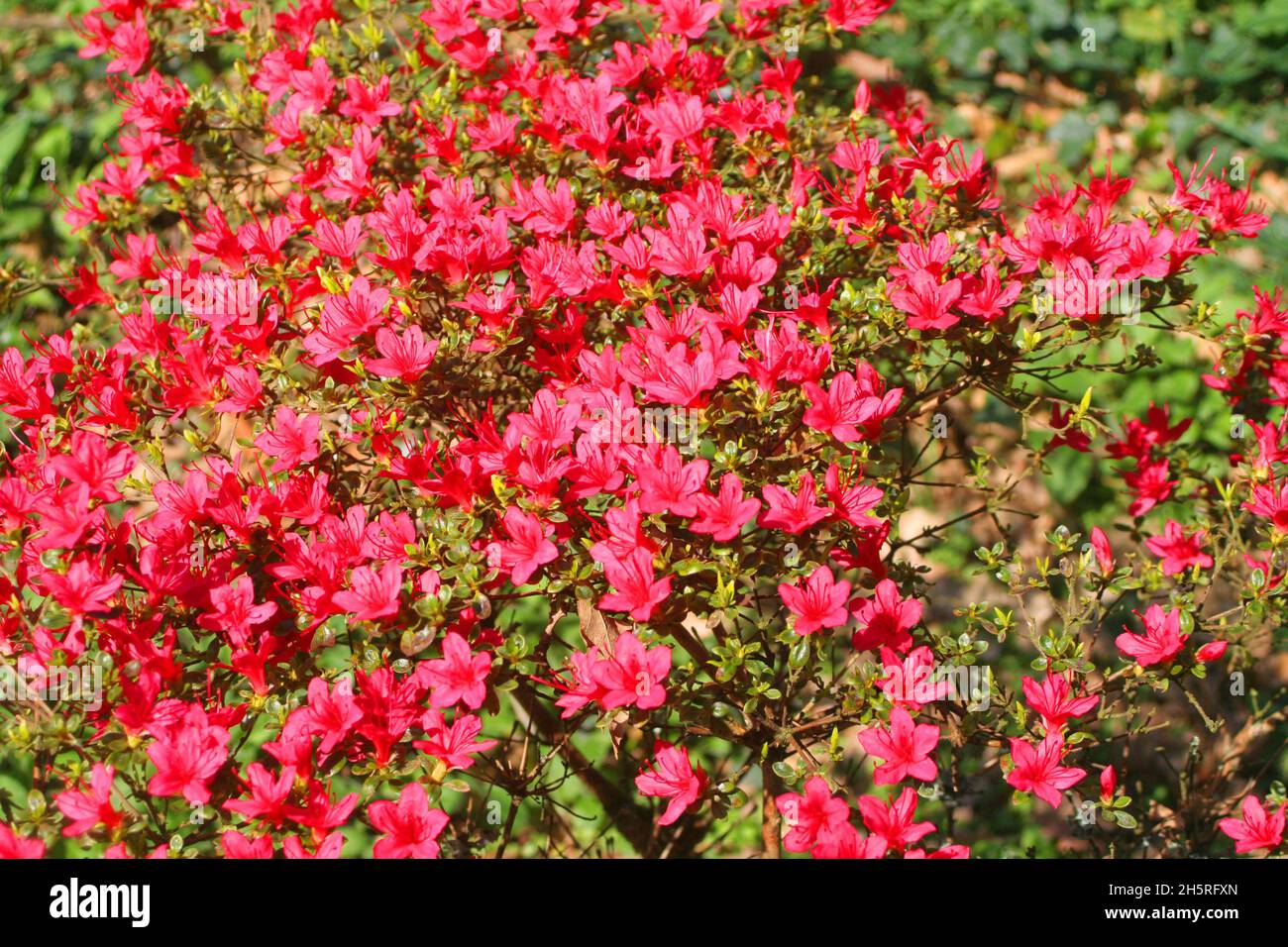 Tresco Abbey Gardens: Üppige rote Azaelia in Blüte auf Tresco, Isles of Scilly, Cornwall England. Stockfoto Tresco Abbey Gardens: Üppige rote Azaelia in Blüte auf Tresco, Isles of Scilly, Cornwall England. Stockfoto