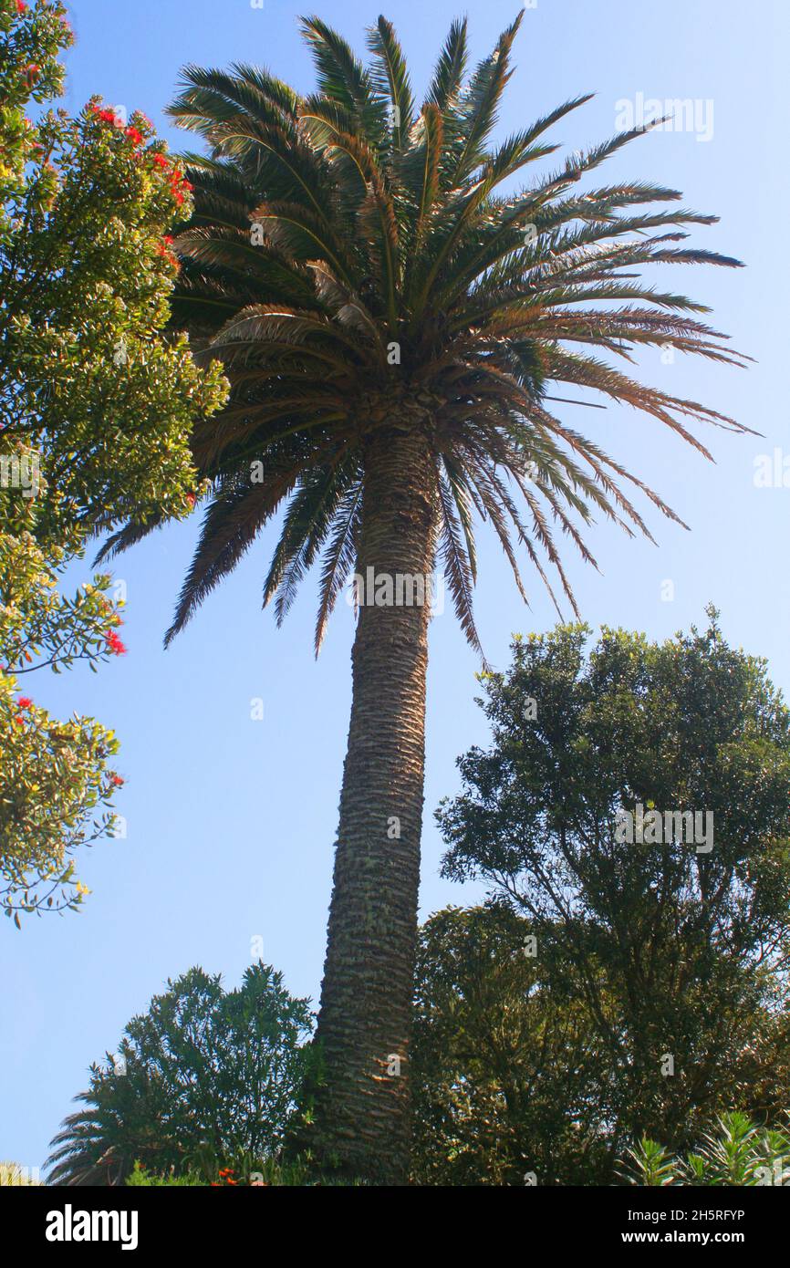 In Tresco Abbey Gardens, einem hohen Palmenbaum, eingerahmt von einer Azaelia in schöner roter Blume, gelegen vor einem wolkenlosen blauen Himmel, auf den Isles of Scilly. Stockfoto In Tresco Abbey Gardens, einem hohen Palmenbaum, eingerahmt von einer Azaelia in schöner roter Blume, gelegen vor einem wolkenlosen blauen Himmel, auf den Isles of Scilly. Stockfoto