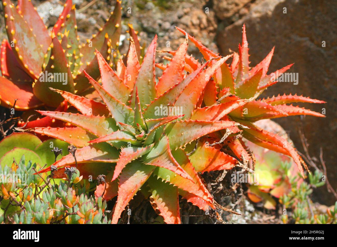 In den Tresco Abbey Gardens wächst in diesem Steingarten auf den Scilly-Inseln eine kleine, farbenfrohe, orange-grüne Aloe-Sukulente. Stockfoto In den Tresco Abbey Gardens wächst in diesem Steingarten auf den Scilly-Inseln eine kleine, farbenfrohe, orange-grüne Aloe-Sukulente. Stockfoto