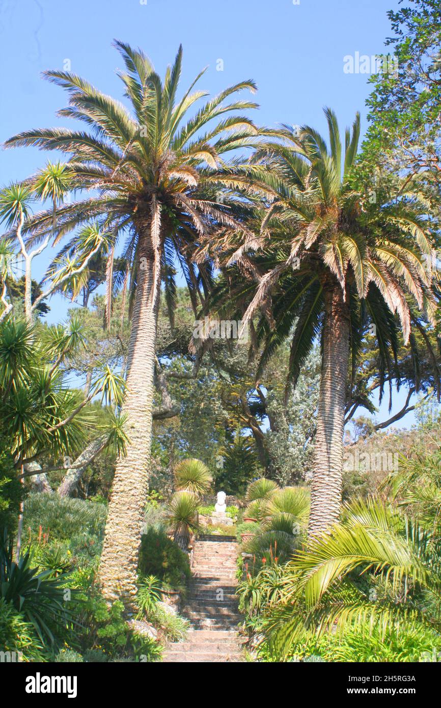 Hohe und kleine Palmen in den subtropischen Gärten der Tresco Abbey auf