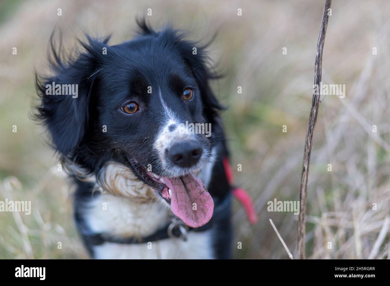 Nahaufnahme eines schwarz-weißen Hunderassen-Spaniel/Collie im langen Gras, der direkt an der Kamera vorbeischaut und nach dem Graben eine schlammige Zunge zeigt. Stockfoto