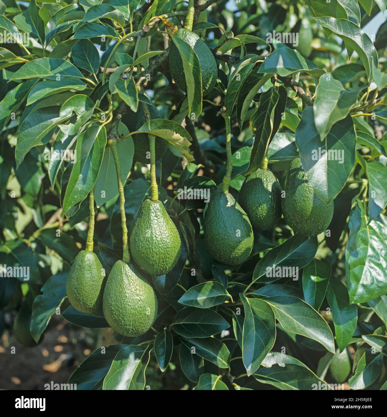 Avocado Birne (Persea americana) Frucht fast reifen auf dem Baum, Tzaneen, Transvaal, Südafrika, März Stockfoto