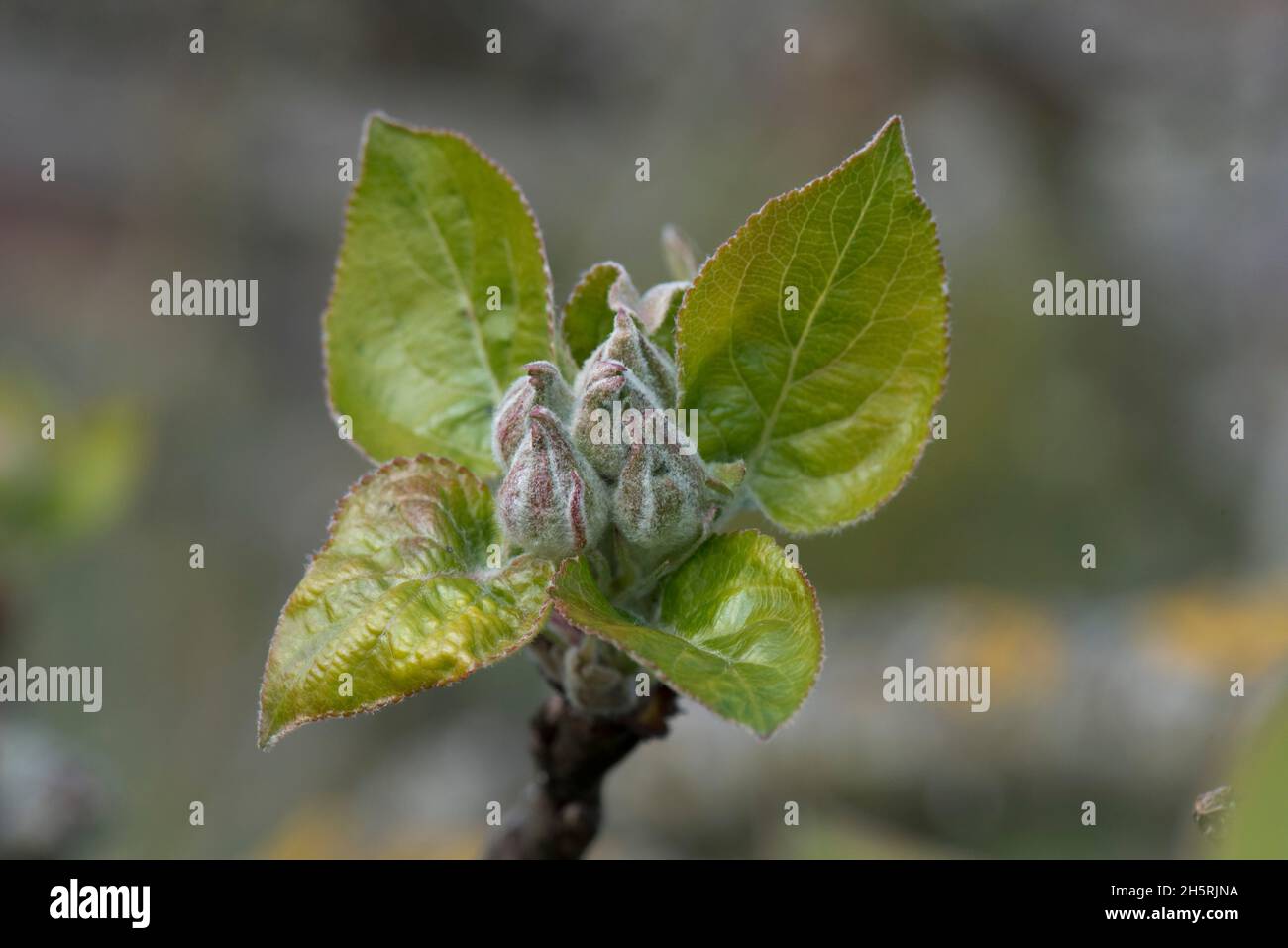 Eine Gruppe von Apfelblütenknospen, die im Frühjahr in einer Rosette aus neuen Blättern auf einem Baum in der Laubbblüte von Bukshire, April, gehüllt wurden Stockfoto