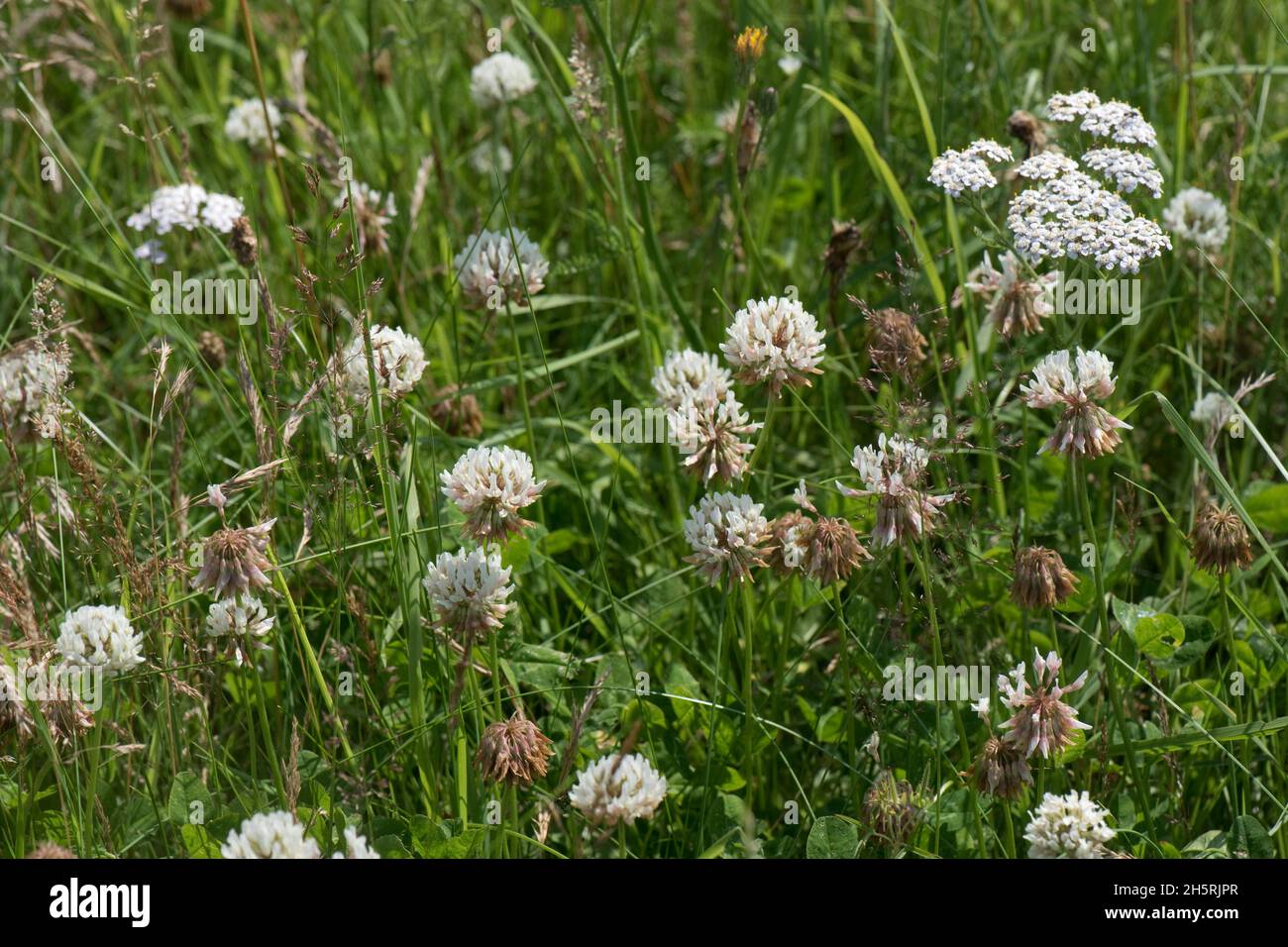 Blühendes Weißklee (Trifolium repens) mit der Fähigkeit, gasförmigen Stickstoff zu fixieren und Unkraut in kurzen Grasland, in der Region von Bekshire, Juli, zu überbieten Stockfoto