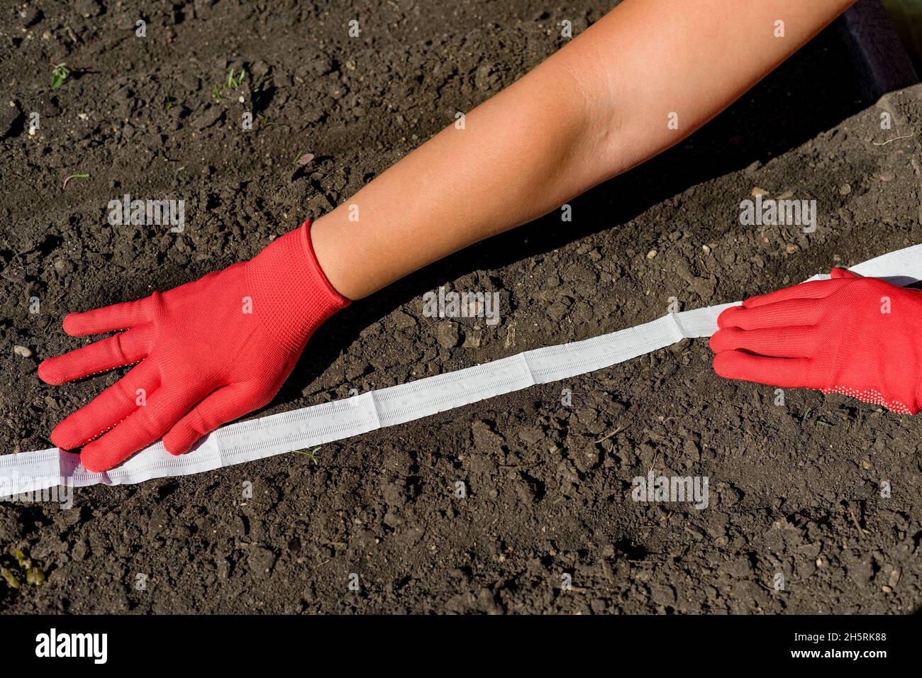 Nahaufnahme der Hände einer Frau, die Gemüse mit Hilfe eines Samenbandes anpflanzt. Stockfoto