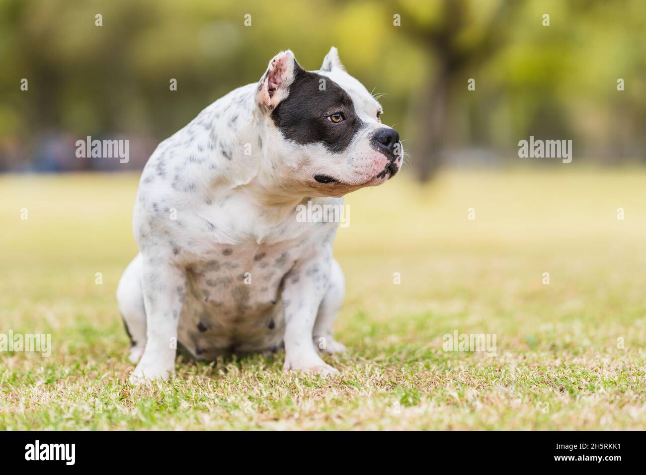 Amerikanischer Bully Dog sitzt abgelenkt, während er im Freien zur Seite schaut Stockfoto