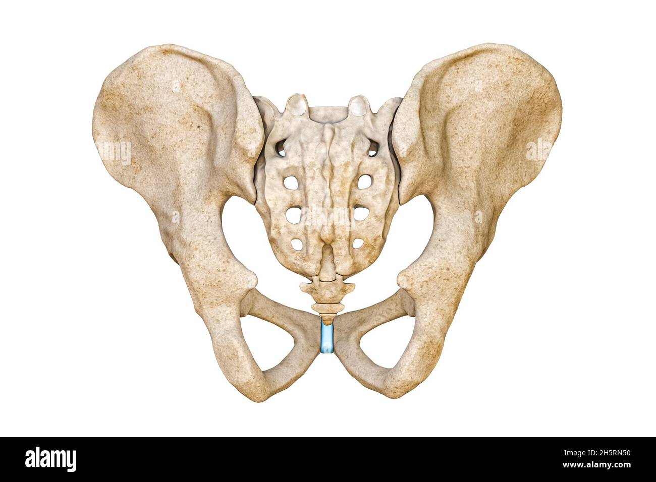 Posteriore oder Rückansicht des menschlichen männlichen Beckens und der Kreuzbeinknochen isoliert auf weißem Hintergrund, 3D-Darstellung. Leere 3D-Renderi für anatomische Diagramme Stockfoto