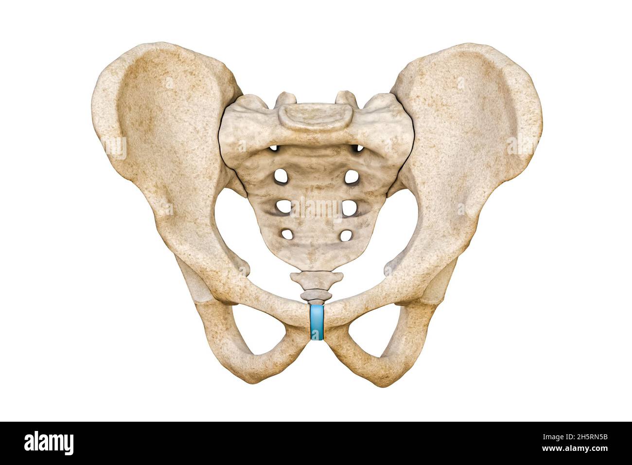 Vordere oder vordere Ansicht des menschlichen männlichen Beckens und der Kreuzbein-Knochen isoliert auf weißem Hintergrund 3D-Darstellung. Leeres anatomisches Diagramm. Anatomie, Stockfoto