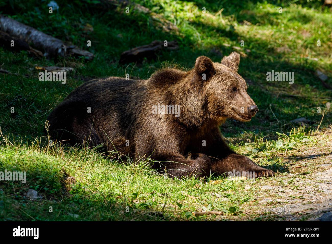 Der eurasische Braunbär in den Karpaten Rumäniens Stockfoto