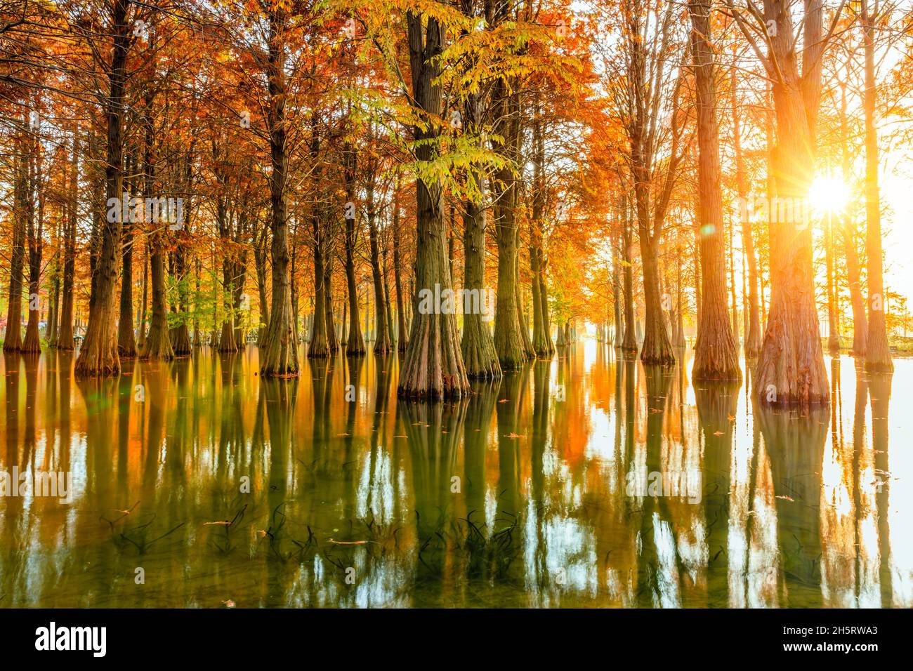 Schöne bunte Waldlandschaft im Herbst. Stockfoto