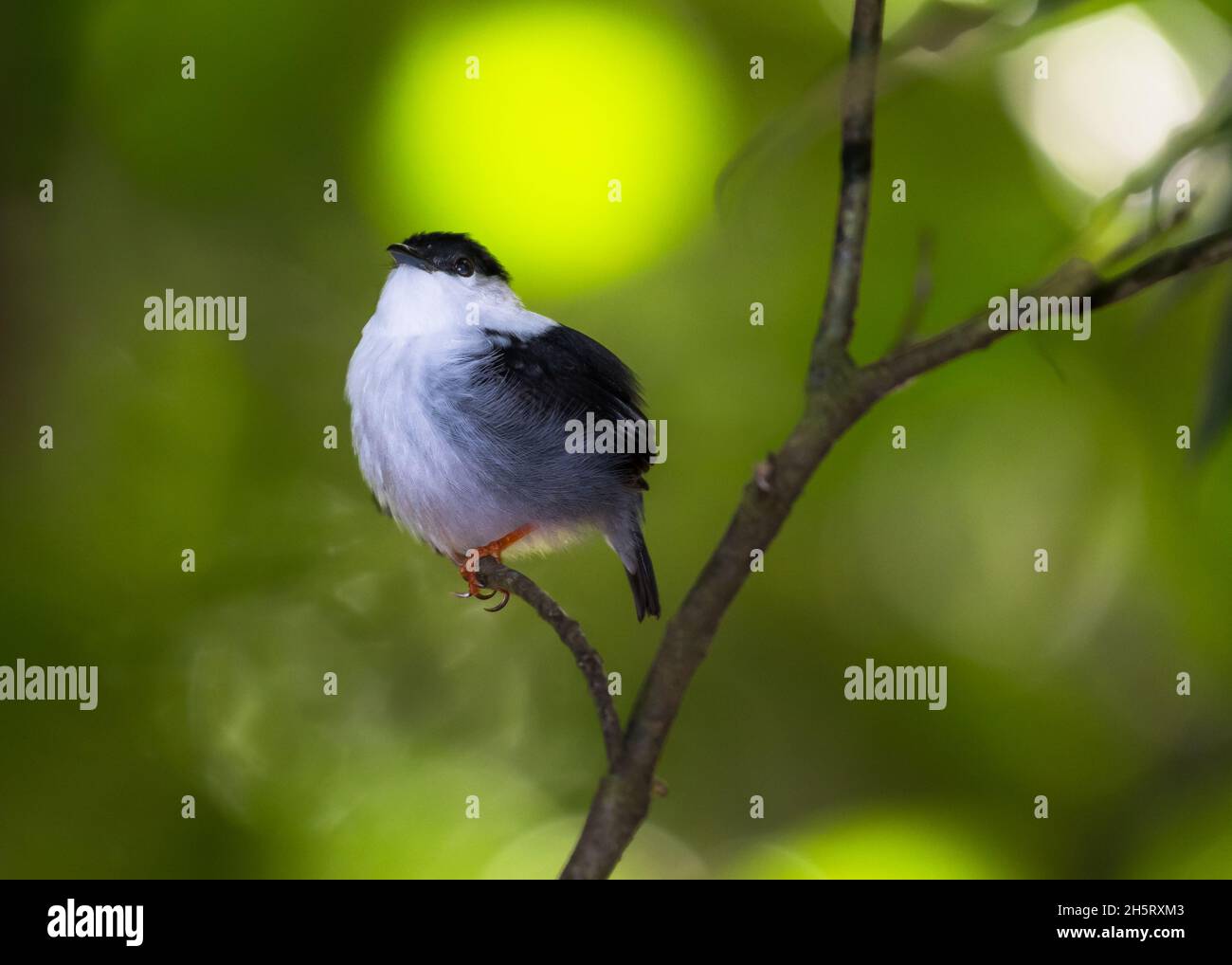 Ein flauschiger, weißbärtiger Manakin, Manacus manacus, der sich tief im tropischen Regenwald mit einem grünen Bokeh-Hintergrund ausweidet. Stockfoto Ein flauschiger, weißbärtiger Manakin, Manacus manacus, der sich tief im tropischen Regenwald mit einem grünen Bokeh-Hintergrund ausweidet. Stockfoto