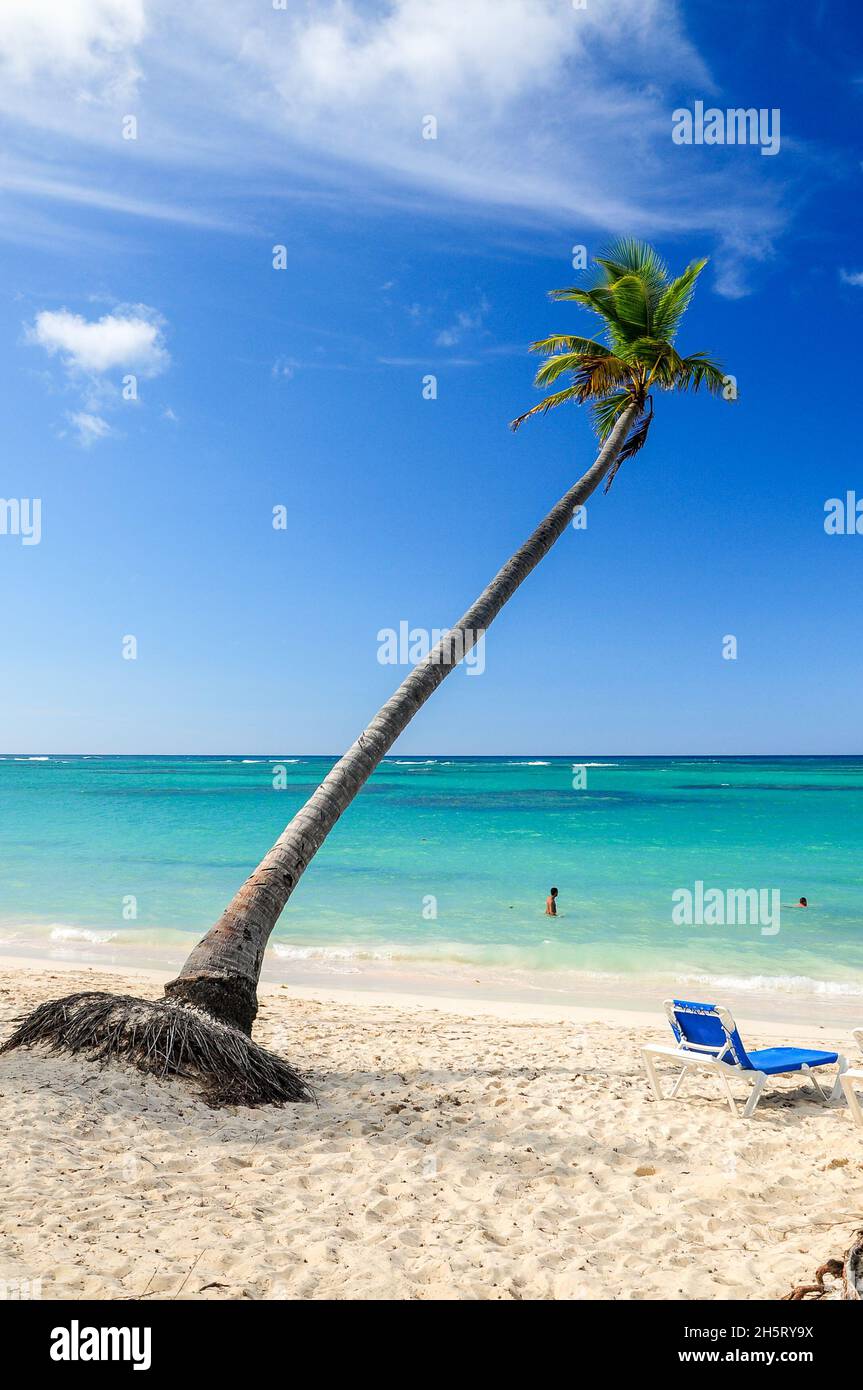Liegestuhl unter einer einsamen Palme direkt am türkisfarbenen Meer von  Punta Cana, Dominikanische Republik Stockfotografie - Alamy