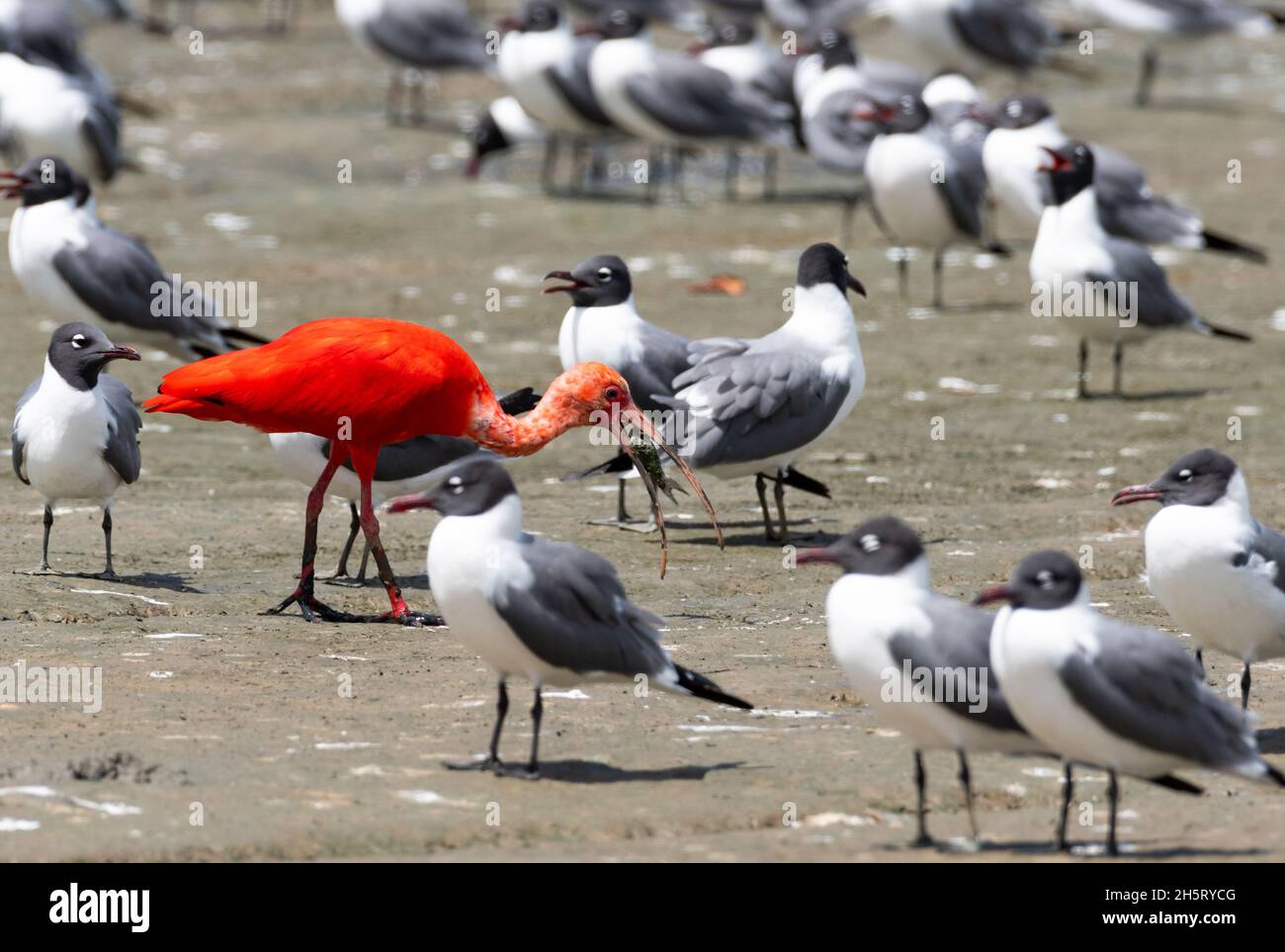 Ein einäugiger scharlachiger Ibis, Eudocimus ruber, Nationalvogel von Trinidad, der sich von Fischen aus dem Wattenmeer inmitten einer Herde lachender Möwen ernährt. Stockfoto