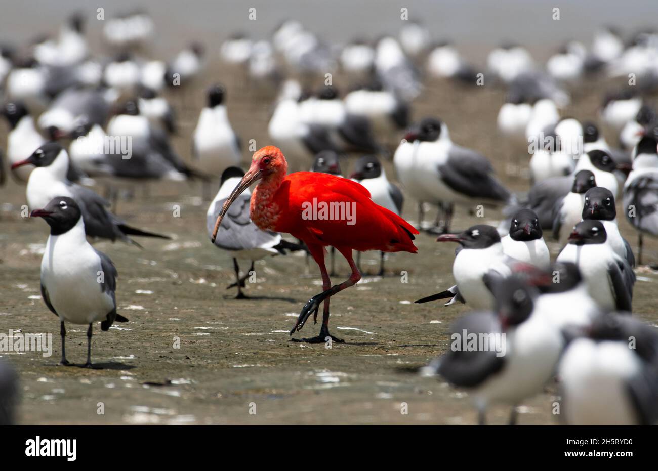 Ein einfarbiger scharlachroter Ibis, Eudocimus ruber, Nationalvogel von Trinidad, steht im krassen Gegensatz zu der Herde lachender Möwen. Stockfoto