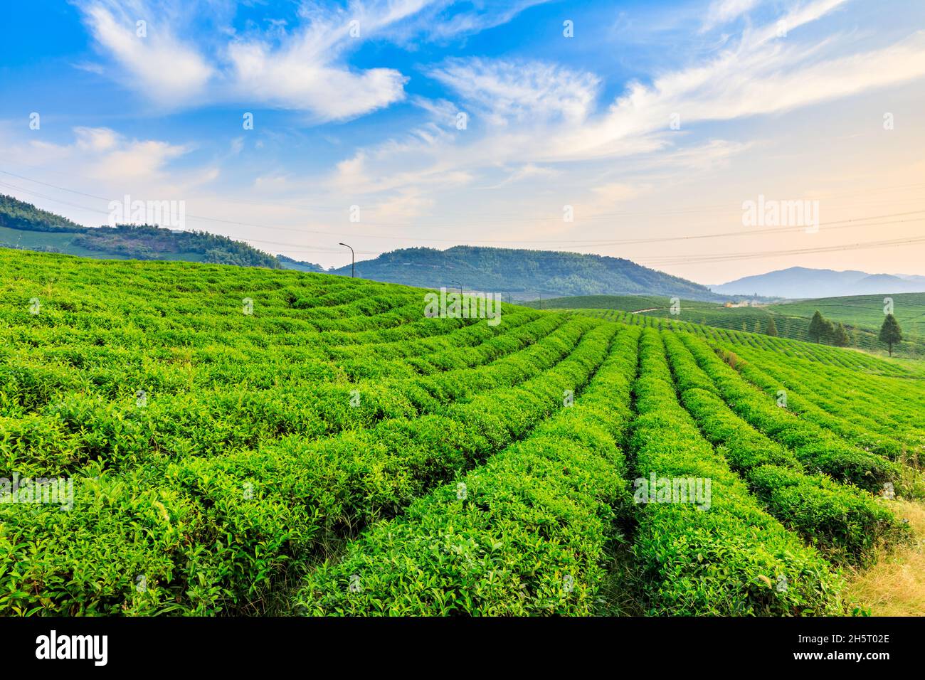 Grüner Tee Plantage.landwirtschaftliches Feld Natur Hintergrund. Stockfoto