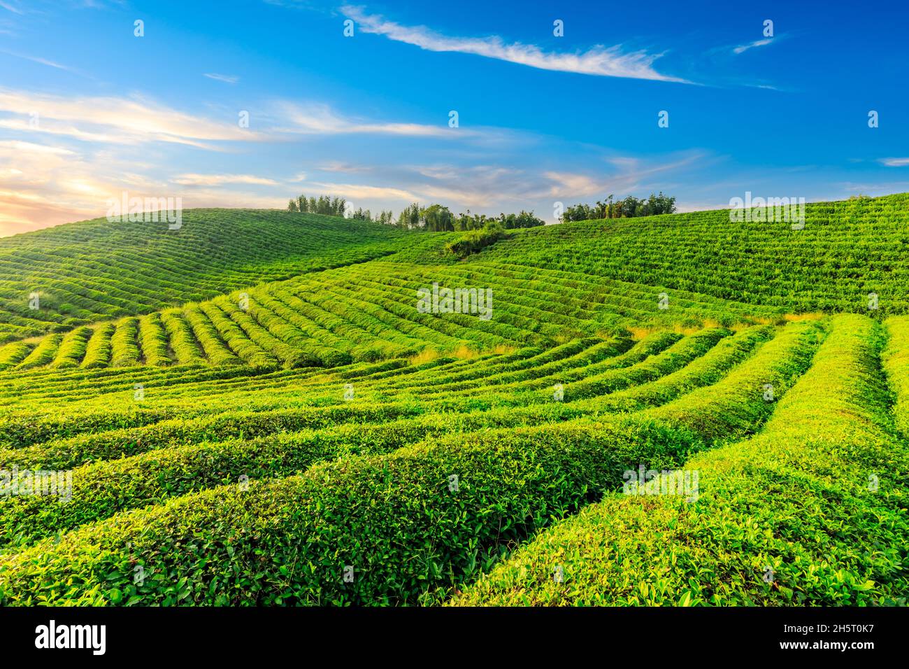 Grüner Tee Plantage.landwirtschaftliches Feld Natur Hintergrund. Stockfoto