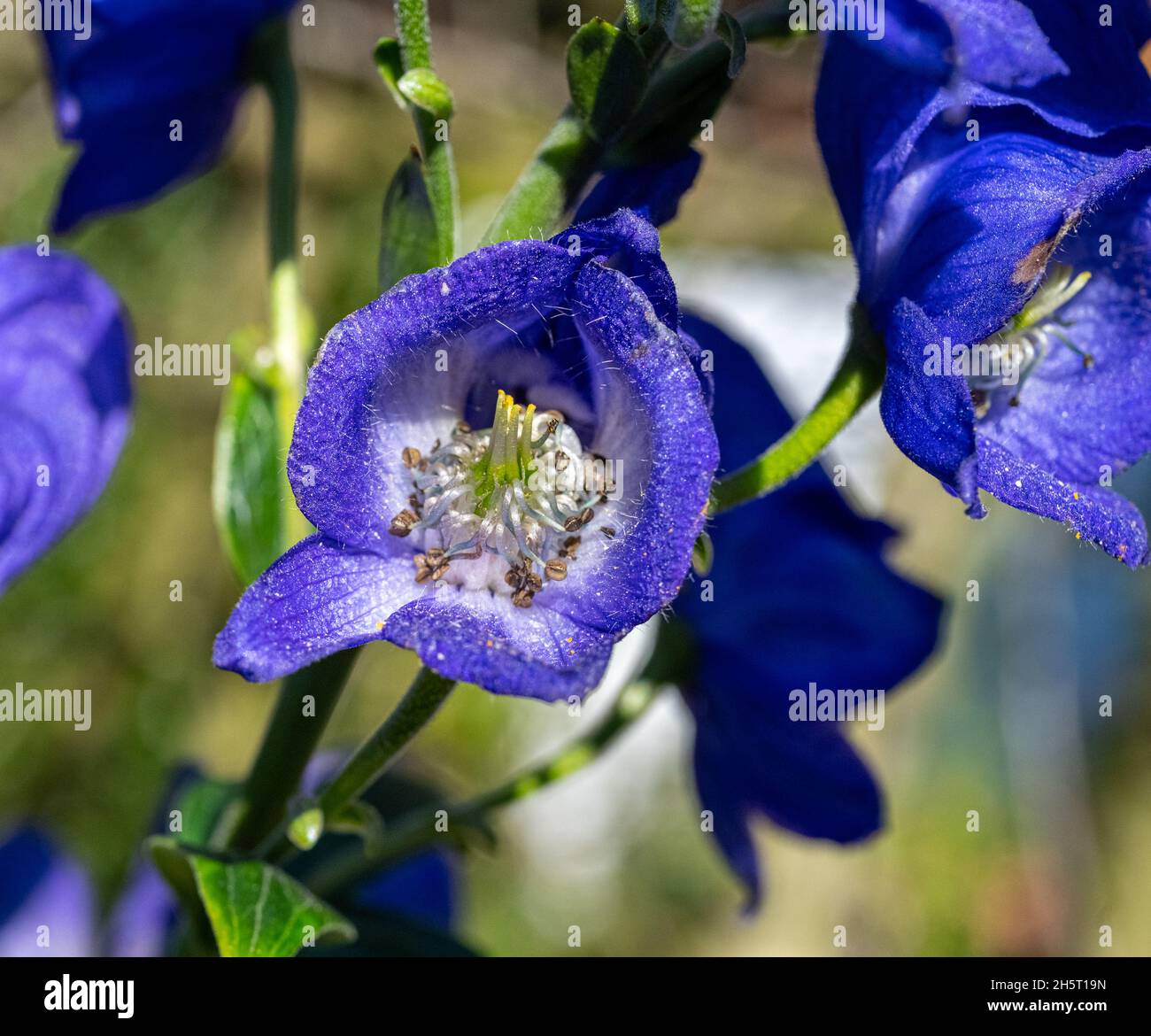 Monkshood, Aconitum Carmichaelii‚ Arendsii. Botanischer Garten, KIT, Karlsruhe, Deutschland, Europa Stockfoto